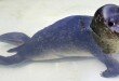 monachus